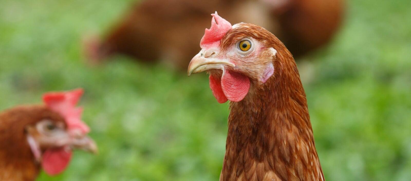 The Quiet Challenge of Truly Organic Eggs in the UAE