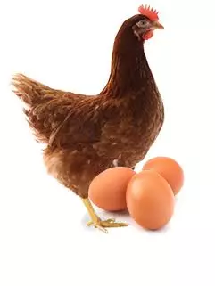 Free range hens and eggs in Dubai farm field