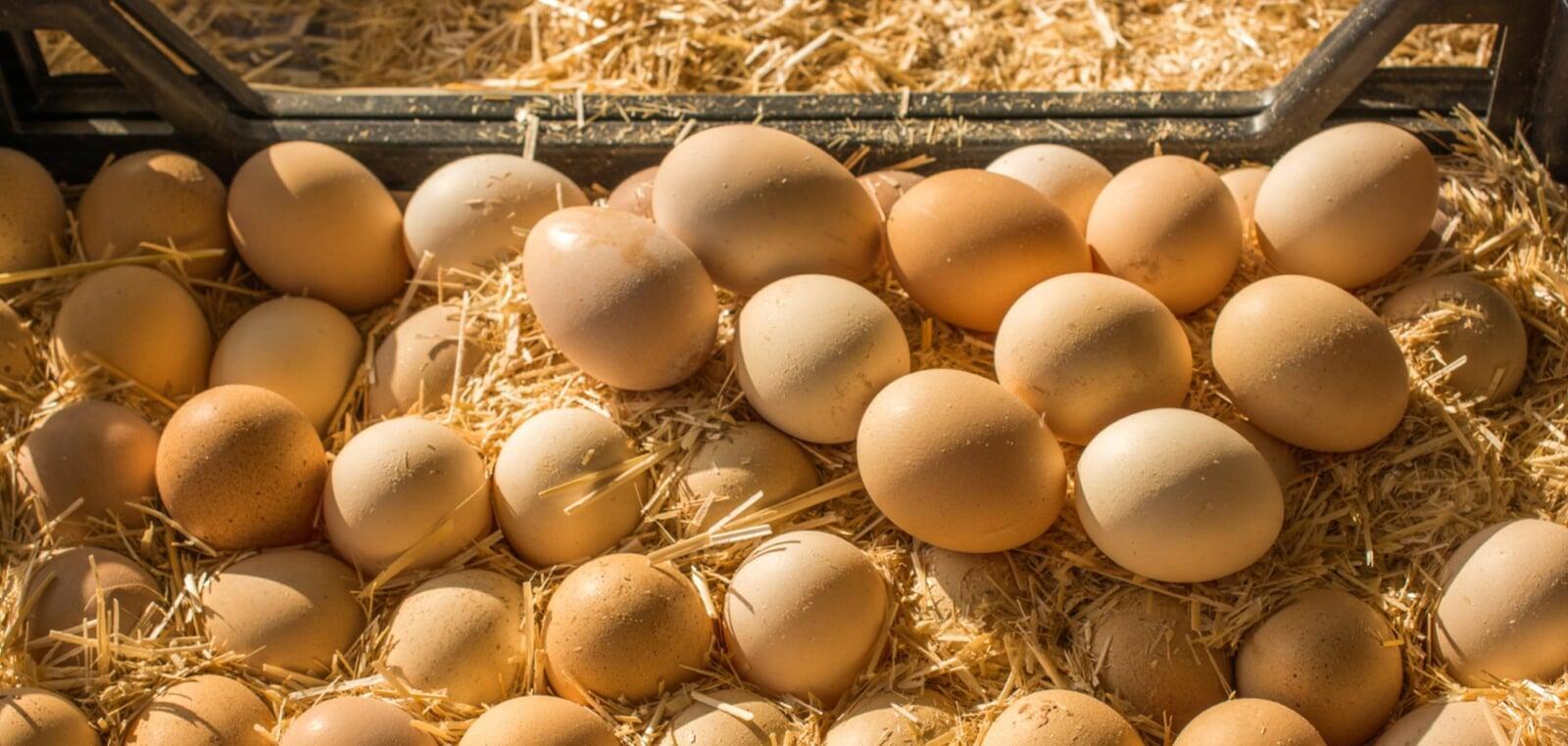 The Quiet Challenge of Truly Organic Eggs in the UAE