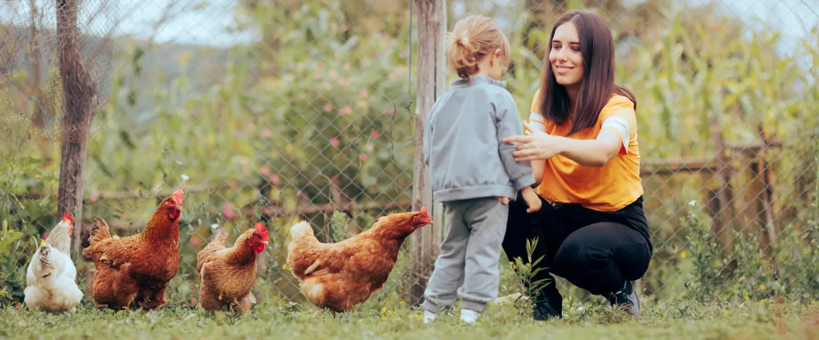 Organic egg benefits banner – Dubai and UAE