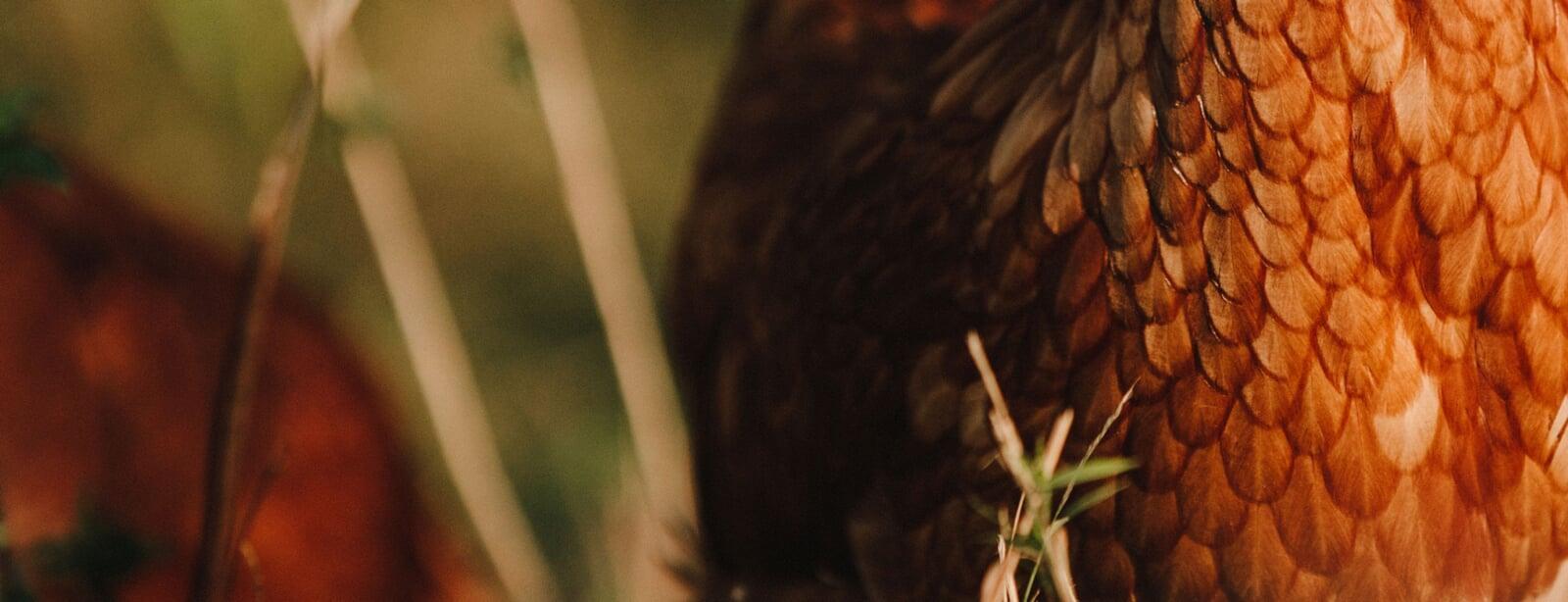 Organic hens feather close shot in UAE farm