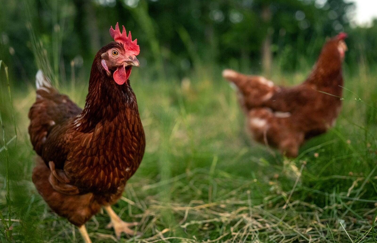 Close up of organic brown hen at Gardenz farm in UAE