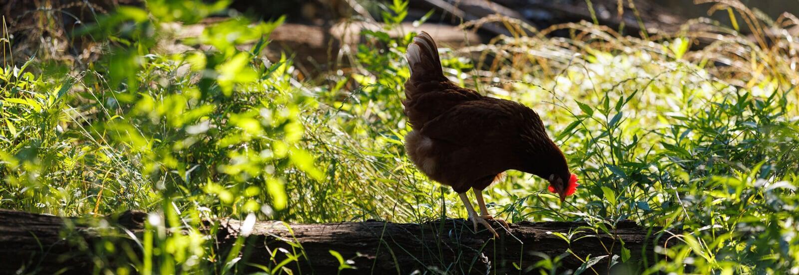 Hen standing on grass at free range farm in UAE