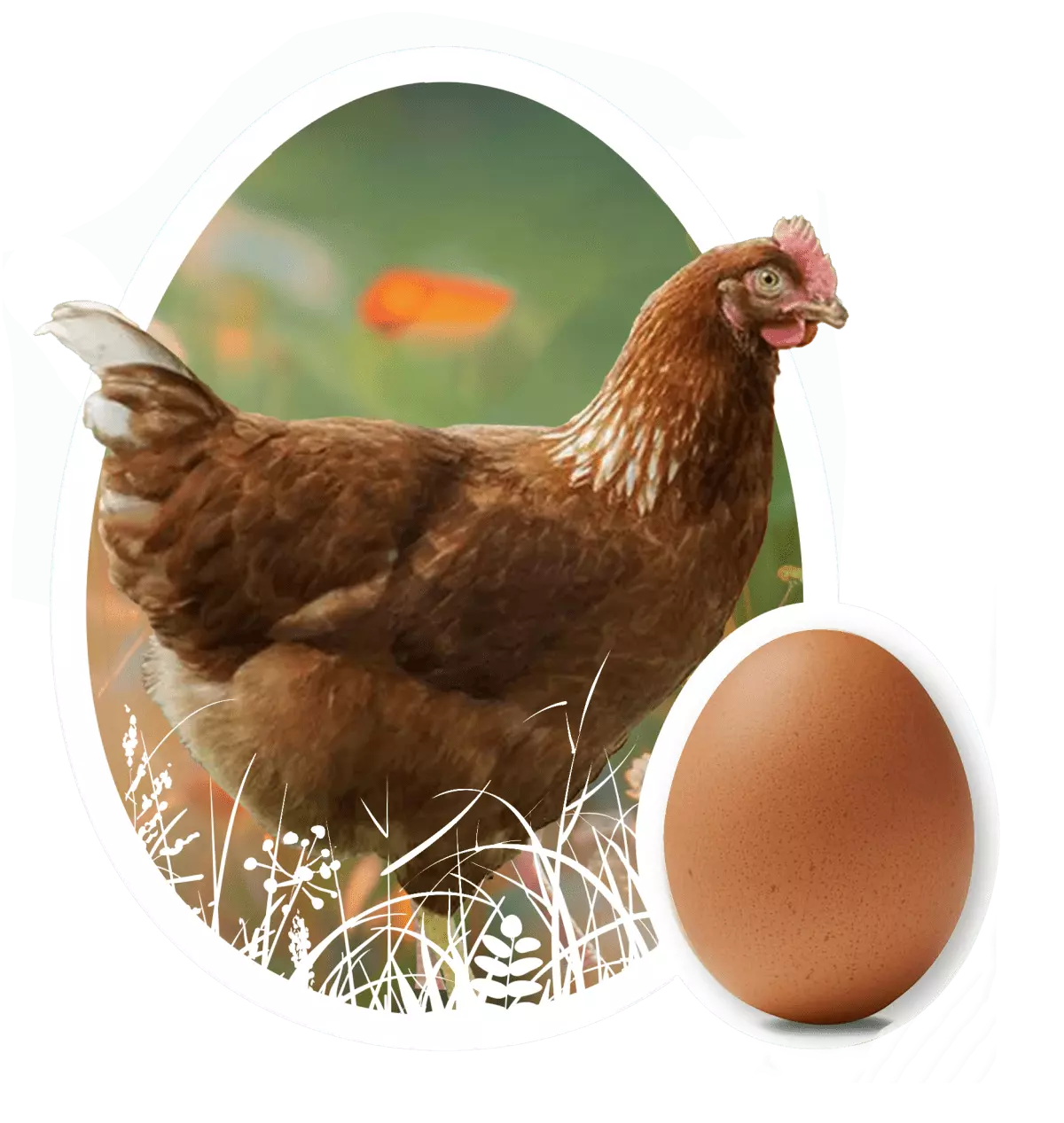 Healthy hen at Gardenz organic farm