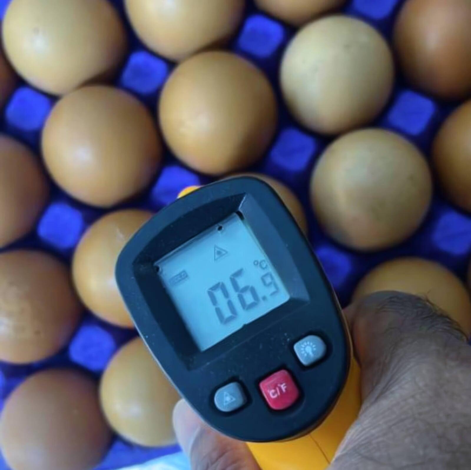 Organic eggs chilled storage in UAE 4 to 10 degrees Celsius