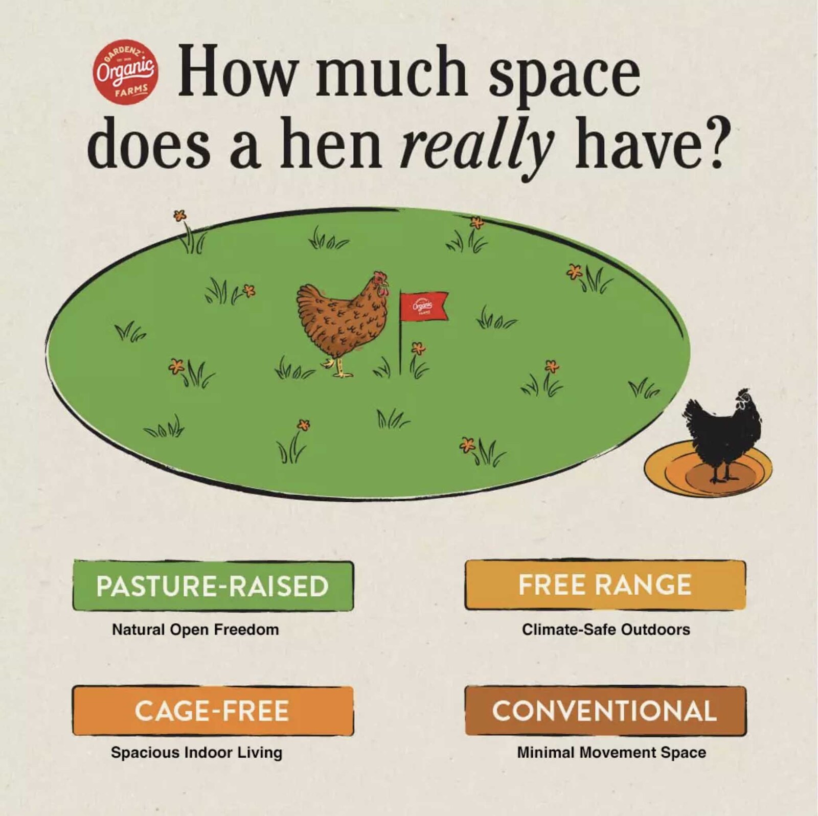 Cage free organic hens with space in UAE controlled barn environment
