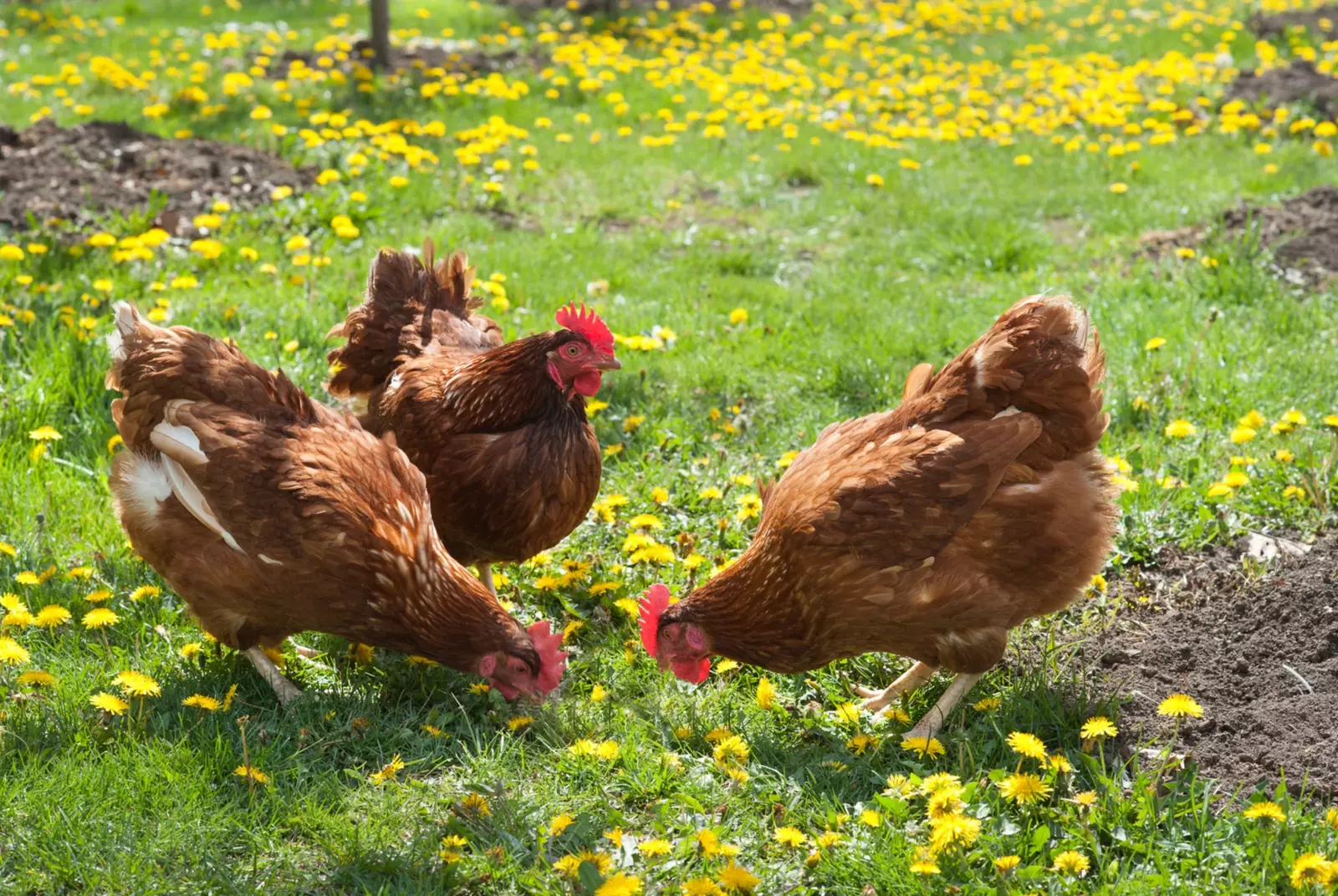 Cage free and organic egg systems explained for UAE families