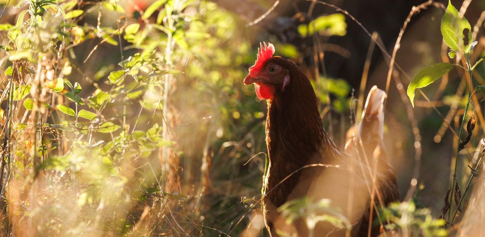 Brown hen in sunshine at Gardenz organic farm UAE