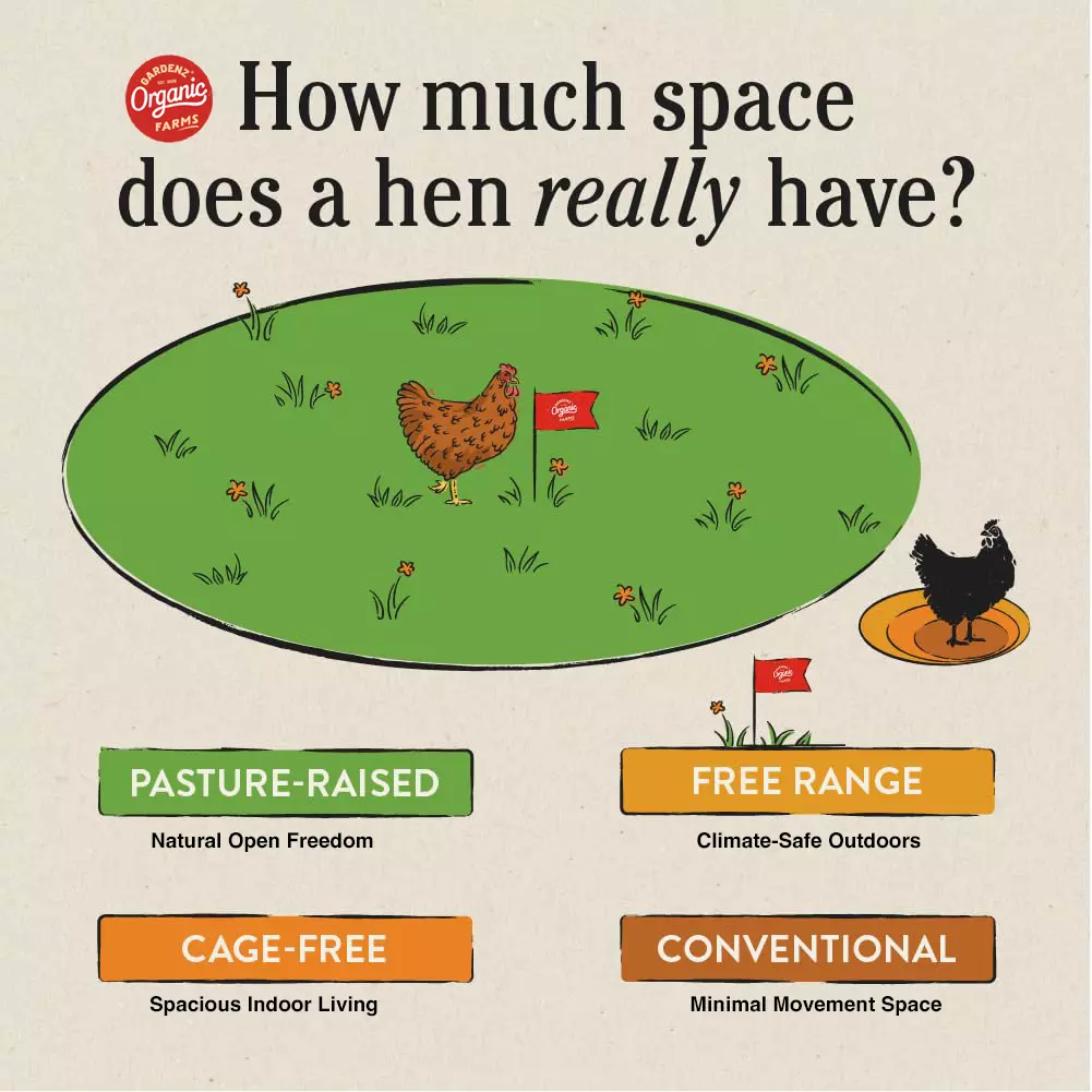 What are pasture-raised eggs in the UAE – Gardenz Organic Farms